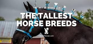 They are the purest breed of horses on earth. Raise Your Ride With These 8 Tall Horse Breeds The Horse Dispatch