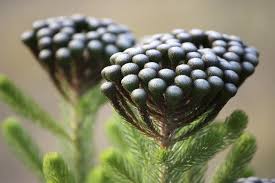 The golden wattle is australia's floral emblem, and is widespread around canberra, in southern new south wales, in the adelaide hills and victoria. February Flowers Late Summer Flowers Australian Native Flowers Flowers