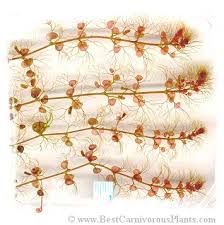 Image result for Utricularia reflexa