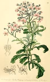 Image result for Stadmannia