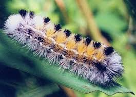 Black And Red Caterpillar Maine Caterpillars Of Northern Illinois The Virginia Ctenucha A Member Of The Tiger Moth Family Tiger Moth Caterpillar Illinois