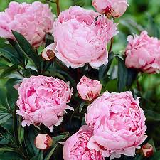 Join the 92 people who've already contributed. Plants Flowers At Tractor Supply Co
