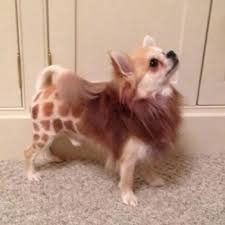 Коричневая краска для шерсти Opawz Dog Hair Dye Loyal Brown 117 г.