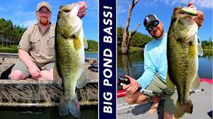 The bass, however, flop, flail and everything else for the better part of 2 freaking hours. 3 Steps To Grow Big Bass In Ponds Youtube