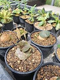 Image result for Dorstenia barnimiana
