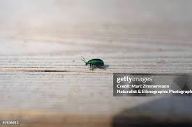 Image result for Chrysochloa