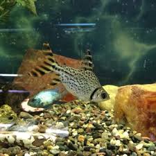 We are a family owned pet store in florence, or who care about all your pet needs from dogs your pets need their foods and supplies during this time as well. Animal House 15 Photos 21 Reviews Pet Stores 646 Sw 4th St Corvallis Or Phone Number
