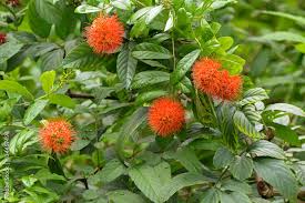 Image result for Combretum erythrophyllum