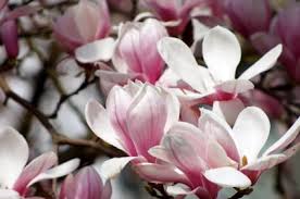 The stunning early spring blossoms have been said. Magnolia Central Park
