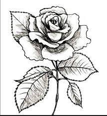 Gambar mewarnai bunga mawar terbaru gambarcoloring via gambarcoloring.blogspot.com. Gambar Bunga Mawar Yg Belum Diwarnai