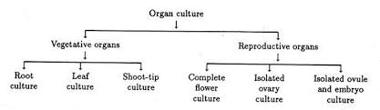 Check spelling or type a new query. Organ Culture Definition History And Importance Plant Tissues Culture