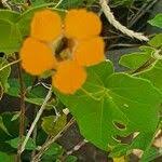 Image result for Momordica boivinii