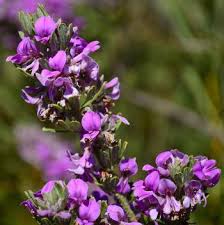 Image result for Indigofera adenoides