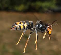 Black And White Wasp With Long Stinger Frelon Asiatique With Images Insect Photos Bees And Wasps Insects