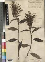 Image result for Floscopa africana