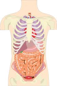 Your abdomen contains the digestive and urinary systems. Openclipart Clipping Culture