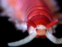 Image result for Phyla