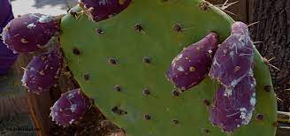 Opuntia pads, or nopalito, are available at mexican grocers with. Desert Dessert Prickly Pear Fruit Foodatude