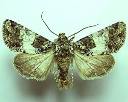 Image result for Hadena compta