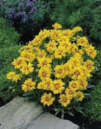 Plant List Tickseed Rising Sun Plants Tickseed Monrovia Plants