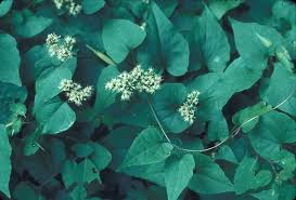 Image result for Mikania