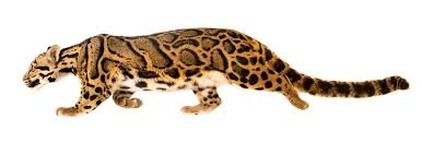 Image result for Cynomys gunnisoni obrázek