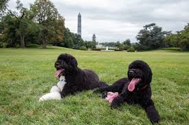 Belgian malinois 6 months female. Where Does Sunny The Obamas New Portuguese Water Dog Fall On The List Of The World S 28 Most Powerful Pups Vanity Fair