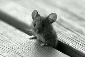 Little Mouse Animals Cute Animals Baby Animals