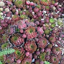 If you have noticed that water tends to puddle on the ground rather than soak in, it is likely your ground consists. What S Needed To Grow Succulents In Clay Soil