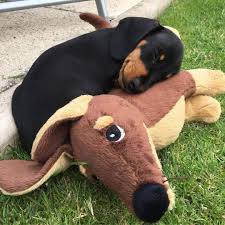 Als Je Weet Hoe Groot Deze Ikea Knuffel Is Besef Je Extra Hoe Klein De Pup Is Dackel Lustige Dackel Dackel Bilder