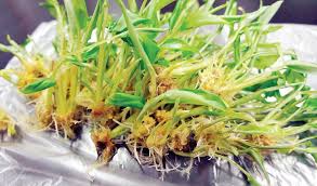 Mangkin pictures.посмотреть клип и скачать бесплатно pokok kunyit hitam episod 55 melegakan penyakit. Benih Kultur Tisu