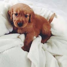 Masum Kopek Cute Animals Baby Animals Pets