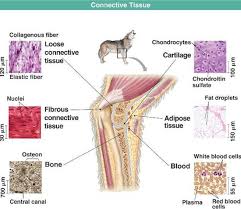 Diagram With Labels Tissue Types Tissue Adipose Tissue