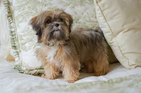 We did not find results for: Shorkie Shorkie Poo Tlc Puppy Love