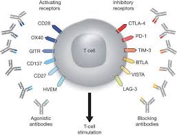 Figure 3 T Cell Targets For Immunoregulatory Antibody Therapy Immunotherapy Cancer Immunotherapy Medical School Studying