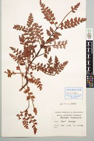 Image result for Phyllocladus trichomanoides