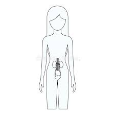 Maybe you would like to learn more about one of these? Human Body Sketch Stock Illustrations 17 003 Human Body Sketch Stock Illustrations Vectors Clipart Dreamstime