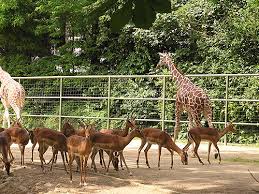 .bei der ag zoologischer garten köln benötigen und verarbeiten wir ihre personenbezogenen daten. Reticulated Giraffe And Impala Exhibit In Zoologischer Garten Koln