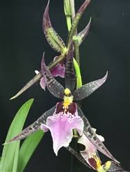 Image result for Buchnera quadrifaria