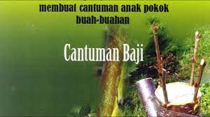Channel ini pelbagai info.lokasi ini di ranau.salah satunya adalah cantuman mata tunas durian musang. Teknik Membuat Cantuman Baji Youtube