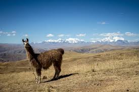 48 Llama Blanca Stock Photos Pictures Royalty Free Images Istock