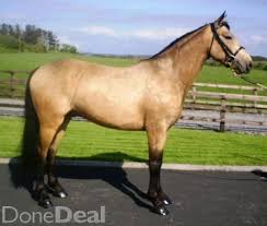 Exceptional purebred connemara sport pony … horse id: Smashing Golden Dun Reg Connemara Pony Connemara Pony Horse Riding Tips Ponies For Sale