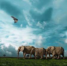 30 Incredible And Award Winning National Geographic Animal Photos Wildlife Photography Elephant Photography National Geographic Animals Animal Photography