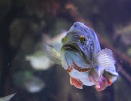 Image result for Bothriocline monocephala