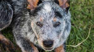 Adina between the rivers father: Australian Shepherd Blue Heeler Mix Breed Info More