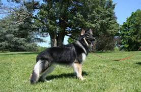 Parents are owned by us and have very good dispositions and gentle natures. Shiloh Shepherd Puppies For Sale Shiloh Shepherd Dog Breeders