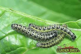 Most butterfly garden designs incorporate quite a few annuals to help achieve a steady flower show. Tips Advice On How To Control Against Caterpillars In Ireland