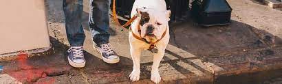 We did not find results for: 5 Steps To Finding The Perfect Pet Insurance Plan For Your Dog Or Cat