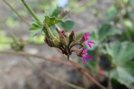 Image result for Pelargonium grossularioides