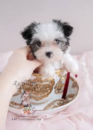 Breeding and showing the akc biewer terrier or biewer yorkshire terrier. Biewer Yorkie Terriers For Sale Teacup Puppies Boutique